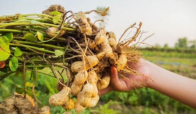 باغات ب...